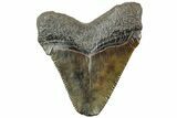 Serrated, Juvenile Megalodon Tooth - South Carolina #312106-1